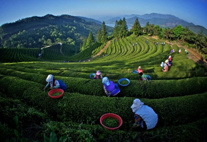 green-tea-harvesting-e1359628975713
